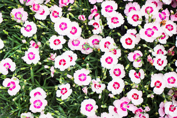 Sticker - dianthus flower texture