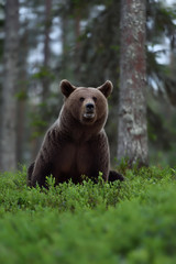 Wall Mural - brown bear in forest at night