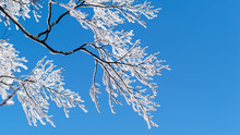Snow Covered Tree Branch And Snow Flying In Wind With Pure Blue Sky Background In Huangshan, China.