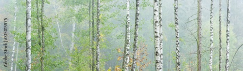 Obraz w ramie Panoramic Background Wallpaper of Foggy Birch Forest in Autumn	