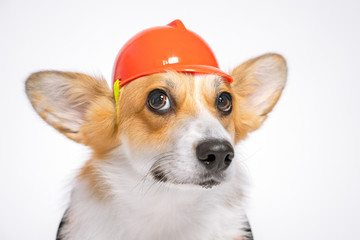 funny portrait red and white corgi, wearing bright orange safety construction helmet, with big surprised eyes, on white background.Guest worker. Copy space