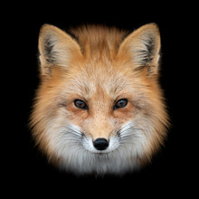 Red Fox  On Dark Background