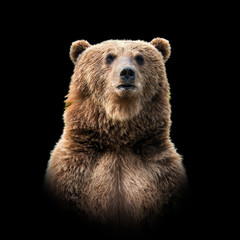 bear on dark background