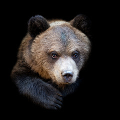 Wall Mural - bear on dark background
