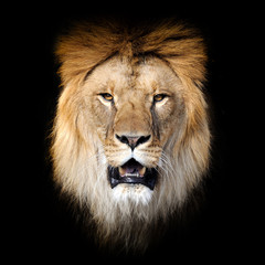 Wall Mural - Lion on dark background