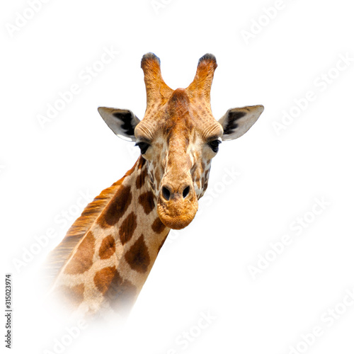 Cuadros en Lienzo Giraffe on white background