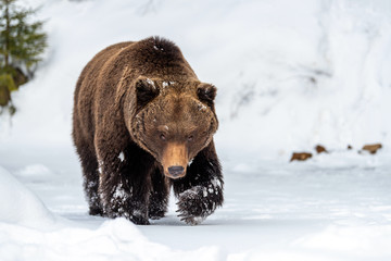 Wall Mural - wild brown bear in winter forest