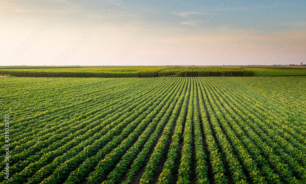 Open soybean field at sunset. - obrazy, fototapety, plakaty 