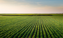 Open Soybean Field At Sunset.