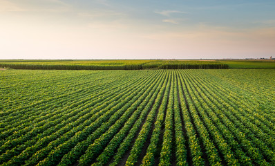 open soybean field at sunset.