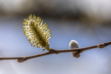 Sticker - Flowers of Willow tree