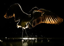 Silhouette Of Grey Heron With Spread Wings At Night