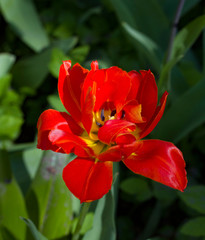 Wall Mural - red tulips lit by the spring sun