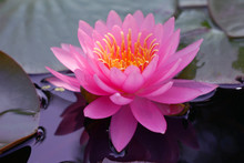 Close-ups  Fresh Bloom  Pink Nymphaea Water Lily Or Pink Lotus Flower On The Lotus Lake - Floral Backdrops And Beautiful Details Picture Concept