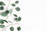 Fototapeta  - Eucalyptus leaves on white background. Frame made of eucalyptus branches. Flat lay, top view, copy space