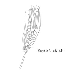 Wall Mural - Continuous line english wheat, grain crop. Vector line art. Perfect for logo, packaging design, icon