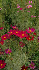Wall Mural - Close up of the beautiful pink cosmos in the flower meadow