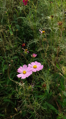 Wall Mural - Close up of the beautiful pink cosmos in the flower meadow
