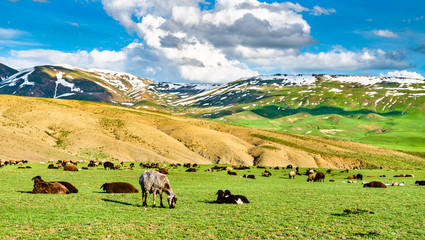 Poster - Herd of sheep in the mountains of Eastern Turkey