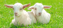 Two Cute Baby Goats Are Sitting On A Green Meadow