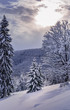 © Olha - Winter forest landscape with untouched snow