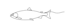 Salmon Fish In Continuous Line Art Drawing Style. Minimalist Black Linear Sketch On White Background. Vector Illustration