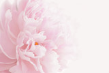 Pink peony in pastel delicate colors close up.