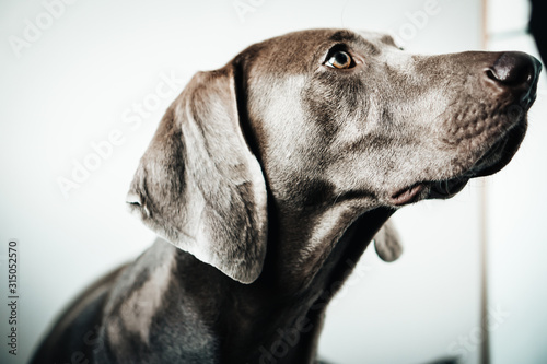 Weimar dog portrait on the gradient white background. © Nataly
