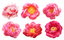 Beautiful Peonies On White Background. Pink Flowers Isolated.
