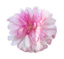 Beautiful Peony Flower On White Background. Pink Flower Isolated.