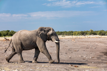 Wall Mural - majestic african elephant go hurry to waterhole, etosha national park, group of antelopes in backgro