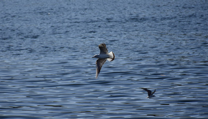 birds flying over river nile/ beautiful view for aswan egypt and nubian egyptian culture. sailing bo