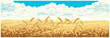 Rural landscape with wheat field and a blue sky with clouds on background. Vector illustration.