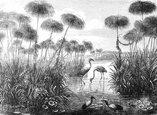Vintage And Retro Collage Illustration Of Flamingo Birds From Brockhaus Konversations-Lexikon 1908 Background