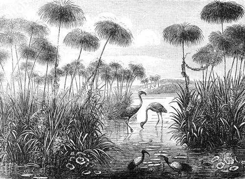 ilustracja-vintage-i-retro-kolaz-ptakow-flamingo-z-tla-brockhaus-konversations-lexikon-1908