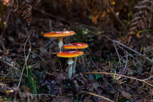 Amanita Muscaria, Commonly Known As The Fly Agaric Or Fly Amanita, Is Poisonous Mushroom, Found In Suffolk Woodland