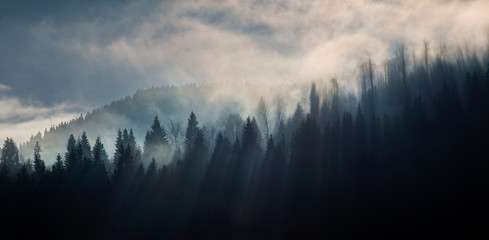 Wall Mural - Abstract image with foggy forest that looks like sound-waves. 