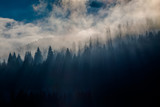 Fototapeta Na ścianę - Foggy fir trees in morning light. 
