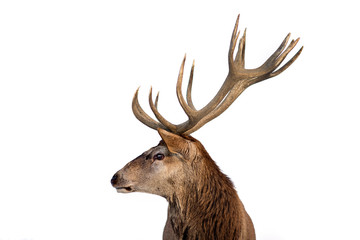 Wall Mural - Beautiful closeup of a deer with antlers on isolated background. 