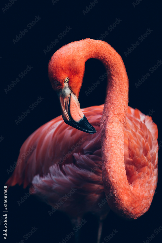 Close-up of pink flamingo bird - obrazy, fototapety, plakaty 