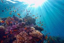 Life-giving Sunlight Underwater. Sun Beams Shinning Underwater On The Tropical Coral Reef.Ecosystem And Environment Conservation