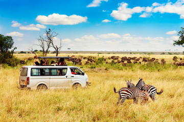 safari concept. zebra couple with safari car in african savannah. masai mara national park, kenya.