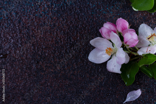Spring tree apple flowers