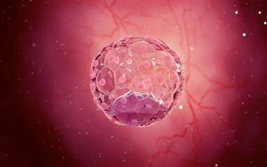 Wall Mural - 3d rendered medical illustration of a blastocyst