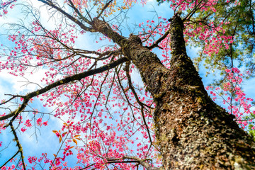 Poster - Beautiful Cherry Blossom or Sakura flower in spring time over blue sky on nature background. Shallow depth of field..