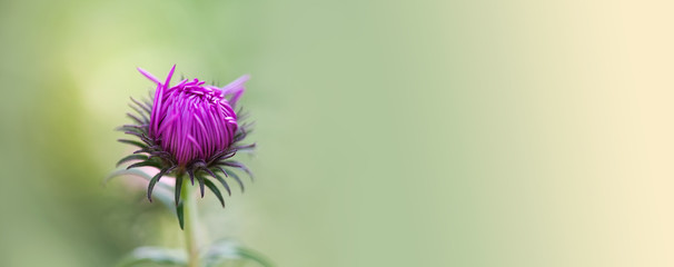 Canvas Print - Wild tender purple petals flower soft focus summer time background. Macro view single unopened flower on green. Fragility and tenderness of beauty of nature concept. copy space
