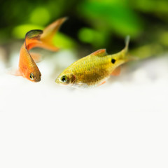 Canvas Print - Pair beautiful decorative aquarium fishes longtail barb Pethia Conchonius. Macro view, selective focus. copy space background.