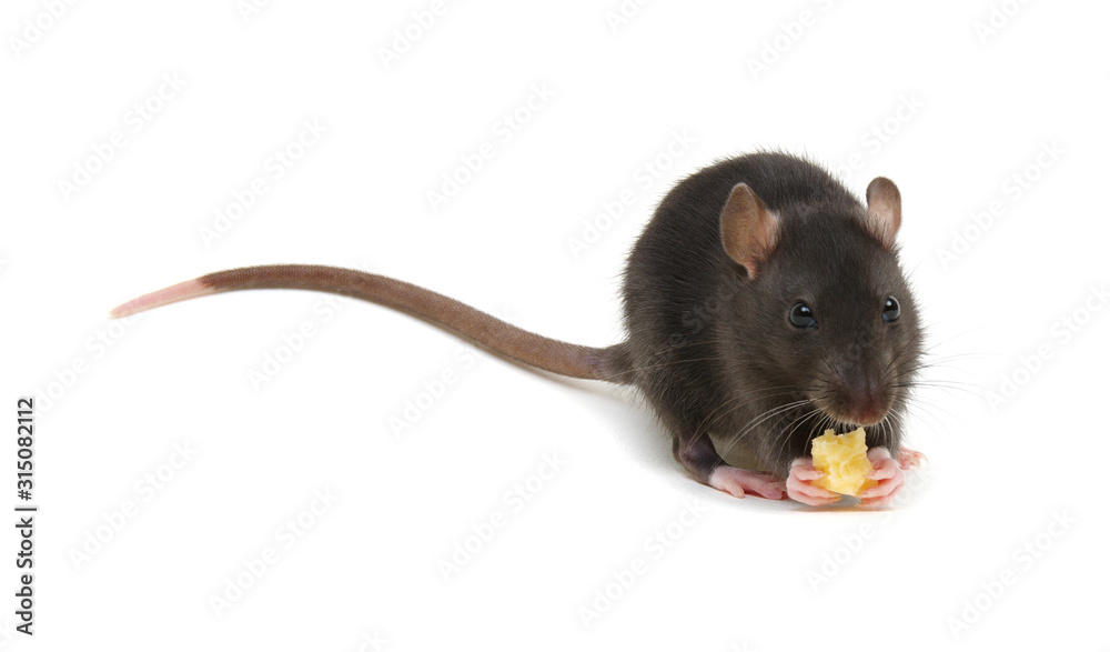 rat and cheese isolated on white - obrazy, fototapety, plakaty 