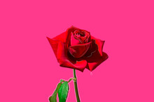 Red Rose, Conceptual Studio Shot 
