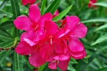 Close-up Of Oleander Flowers After Rain. Nerium Oleander Hardy Red. Red Flowers Close-up After Rain With Raindrops On.